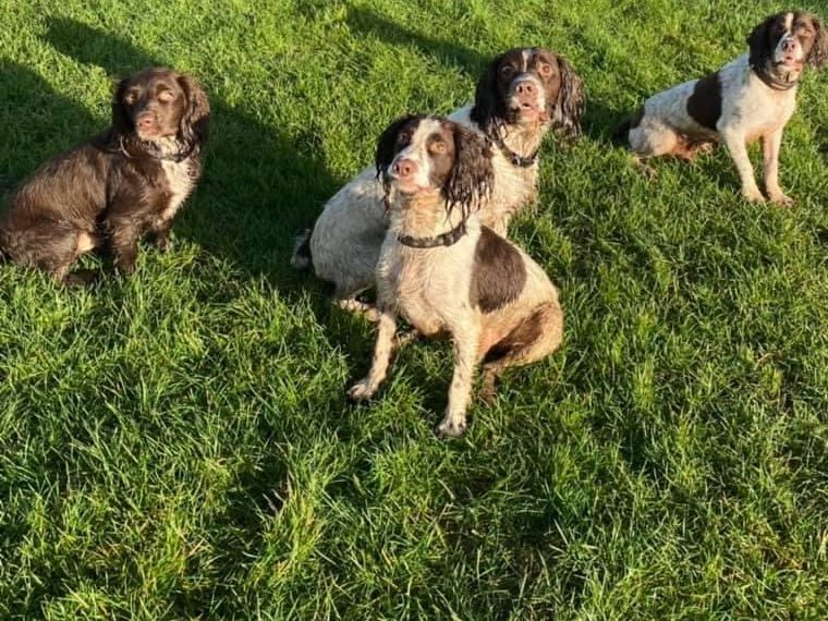 Drop in and walk service to look after your dog during Halloween and Fireworks season Halloween and Fireworks night