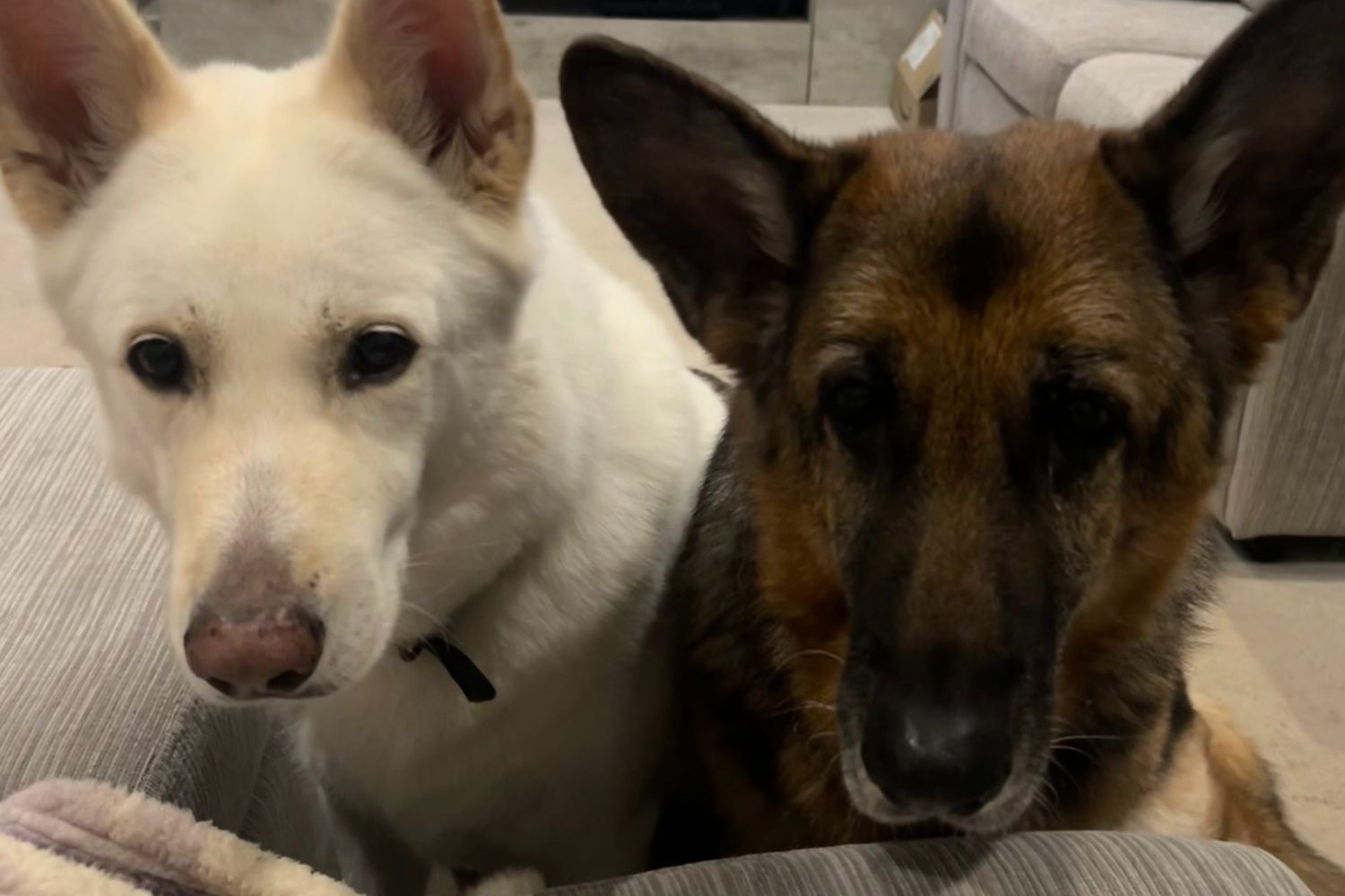 in your home pet care In home pet care