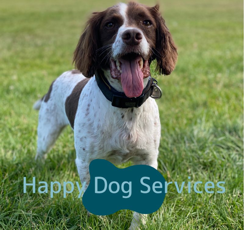 Happy Dog Walk Happy Dog Walk